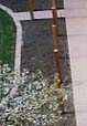 Walkway in brick pavers